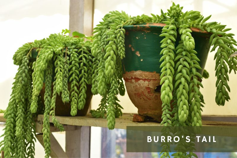 two burro's tails