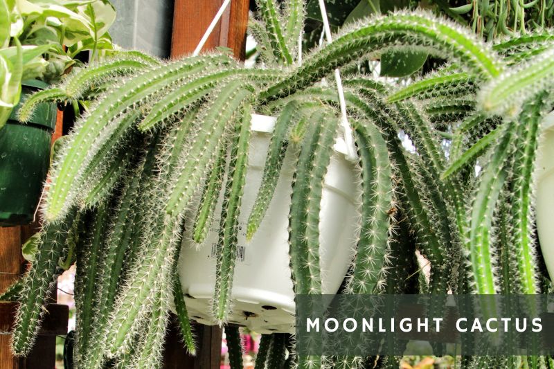 moonlight cactus