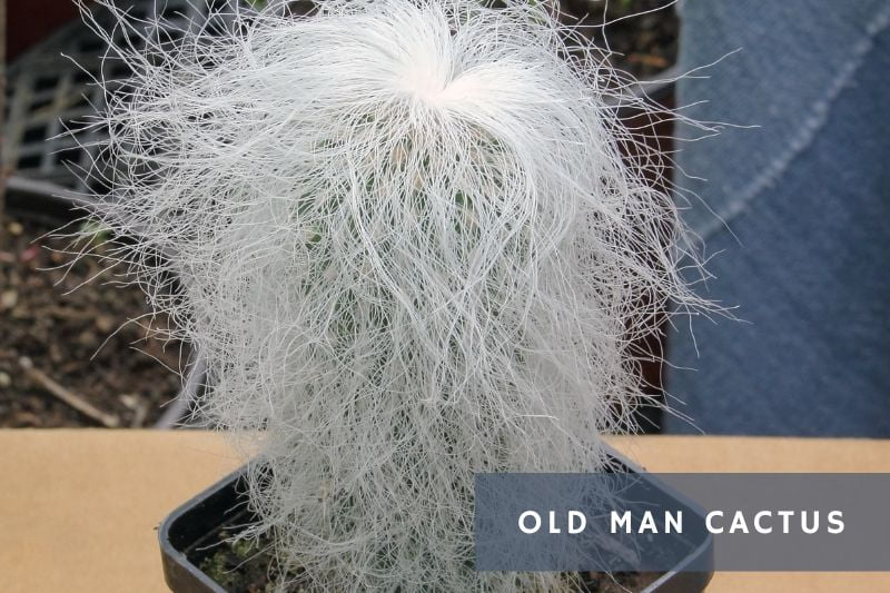 old man cactus