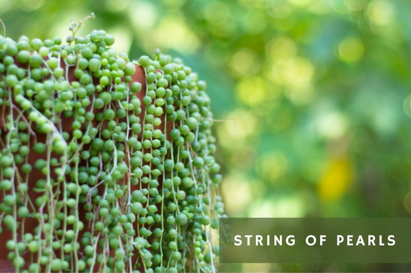 string of pearls