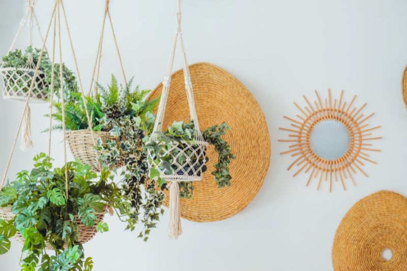 plants hanging from the ceiling