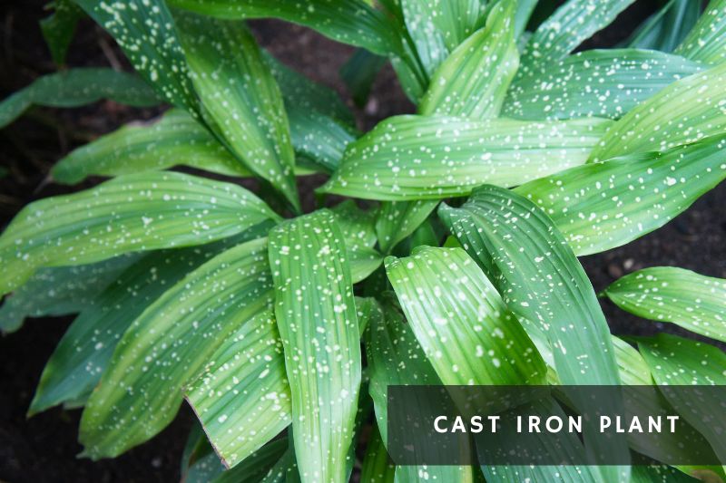 cast iron plant