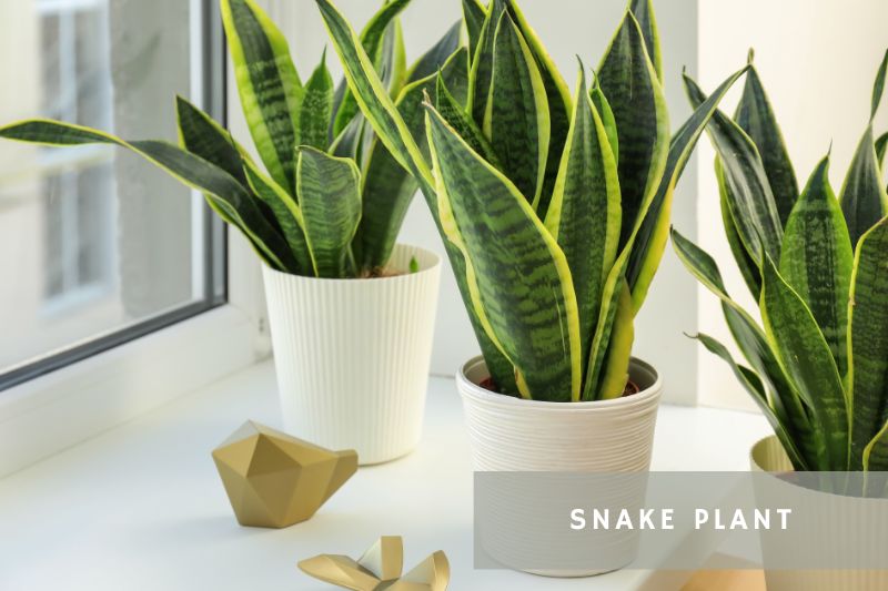 snake plants