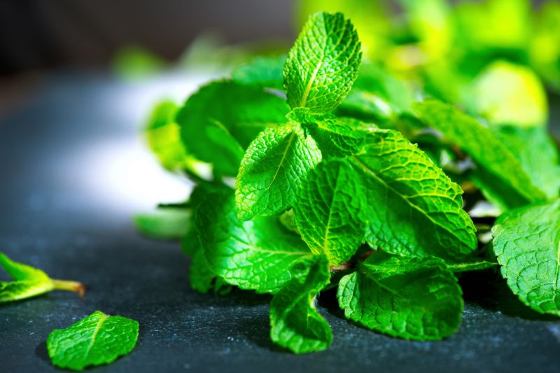 mint leaves