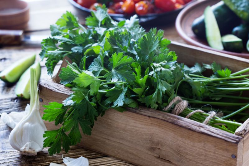 harvesting parsley plant