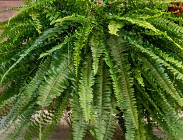 boston fern with healthy looking fronds