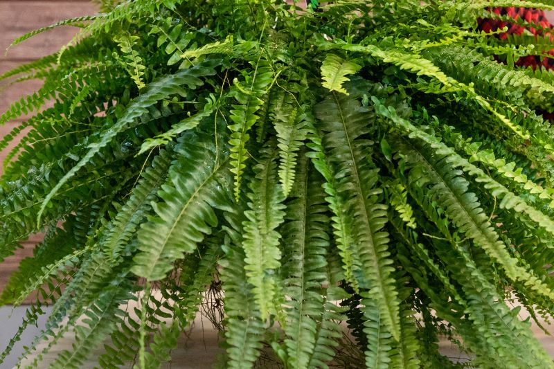 Why is My Boston Fern Turning Yellow? (11 Causes and Fixes) Apartment