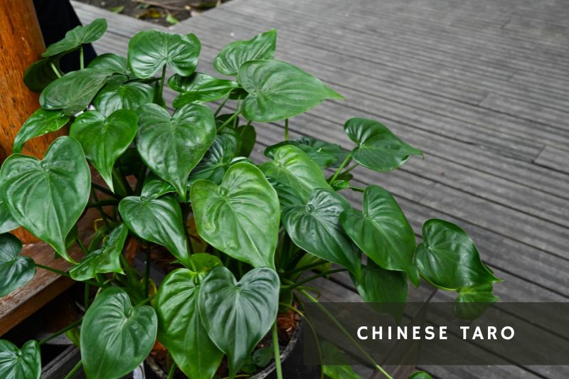 chinese taro plant with heart shaped leaves