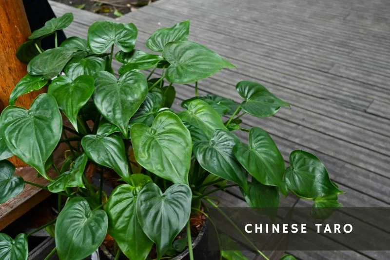 chinese taro plant with heart shaped leaves