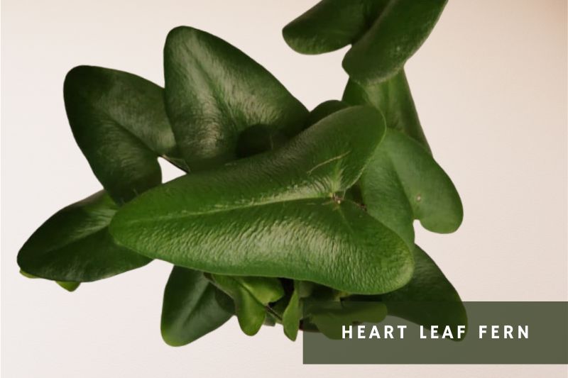 heart leaf fern with heart-shaped green leaves