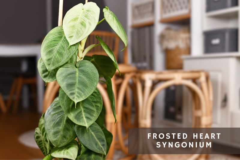 syngonium frosted heart with silvery heart shaped leaves