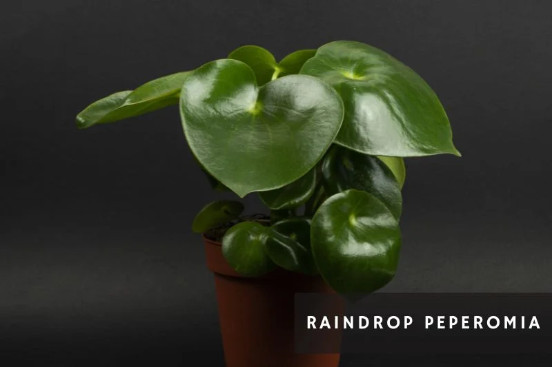 raindrop peperomia with heart-shaped leaves
