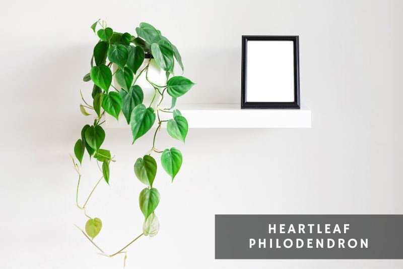 the classic heartleaf philodendron with heart shaped leaves