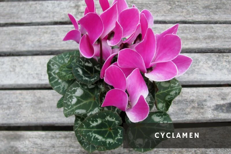 cyclamen with variegated heart shaped leaves and pink flowers