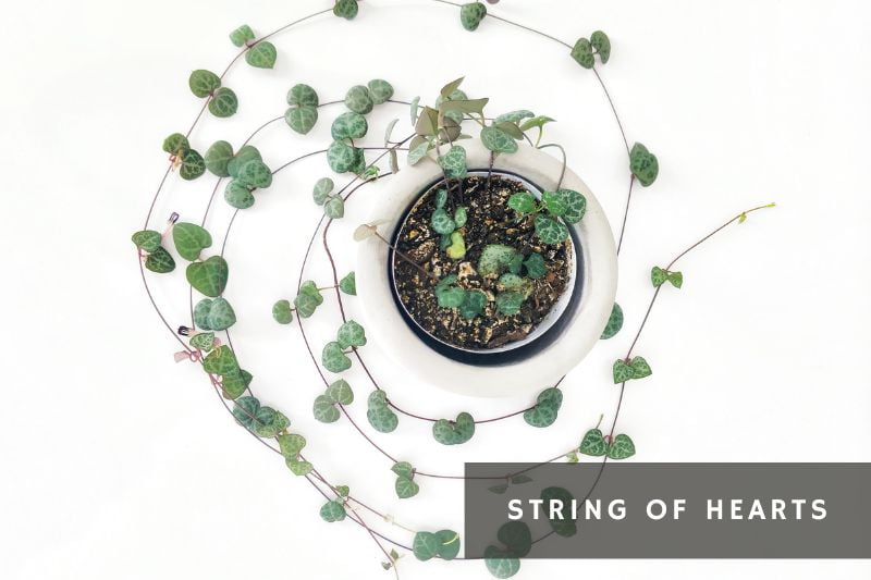 string of hearts, succulent with heart shaped leaves