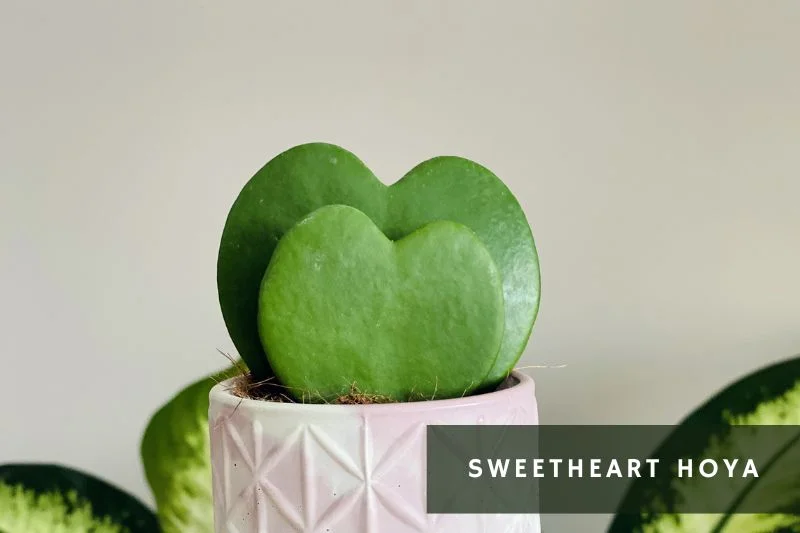 hoya kerii, succulent with heart shaped leaves