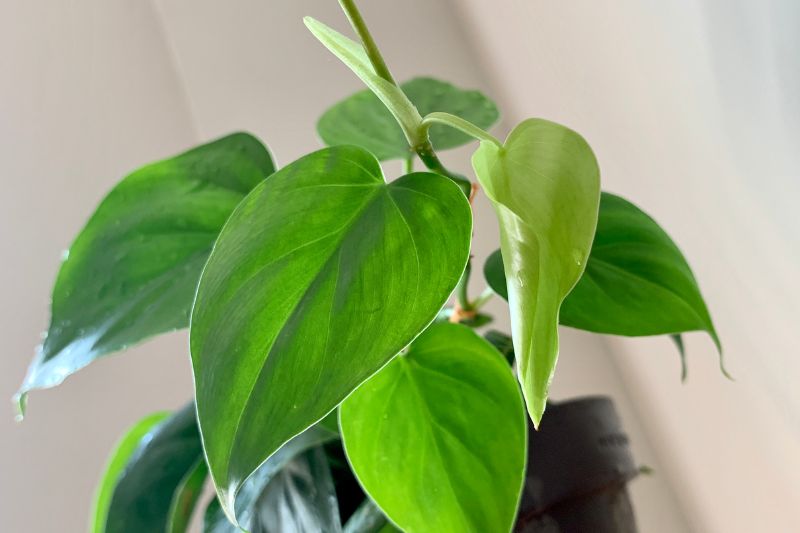 heartleaf philodendron leaves closeup