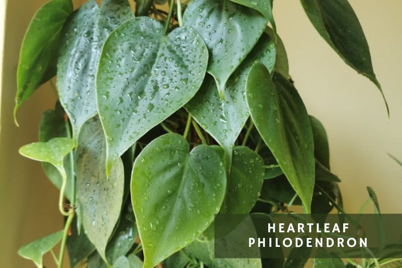 heartleaf philodendron variety
