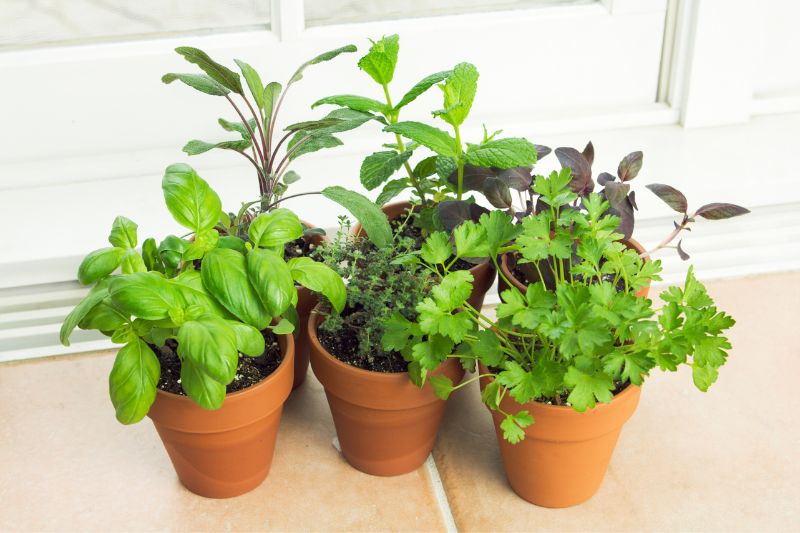 herbs for small indoor gardens