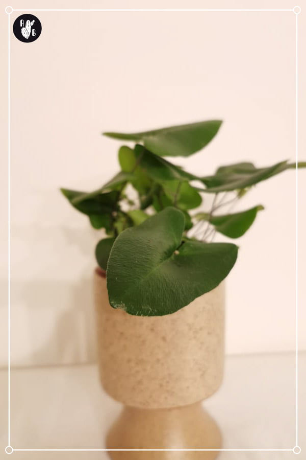 heart leaf fern in a pot