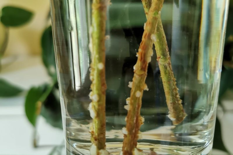 hibiscus cuttings with roots from water propagation