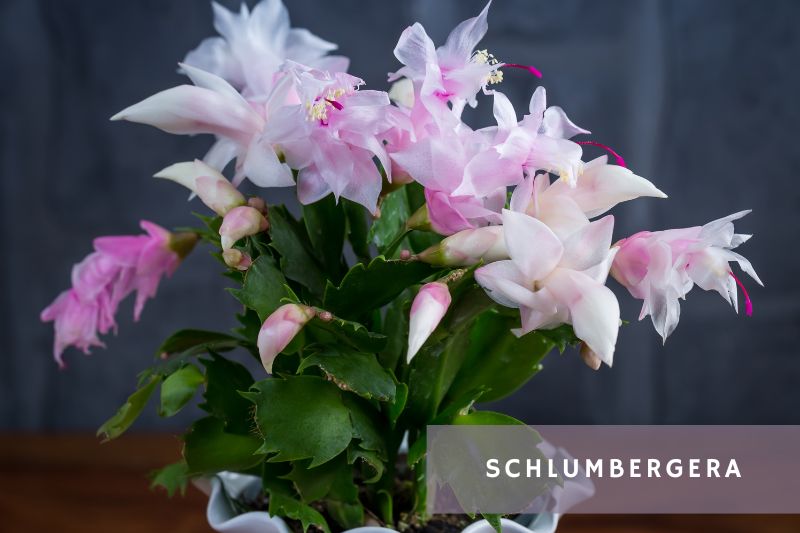 holiday cactus with white flowers