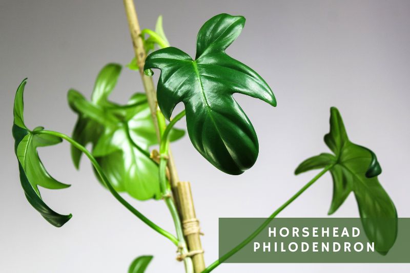 horsehead philodendron variety
