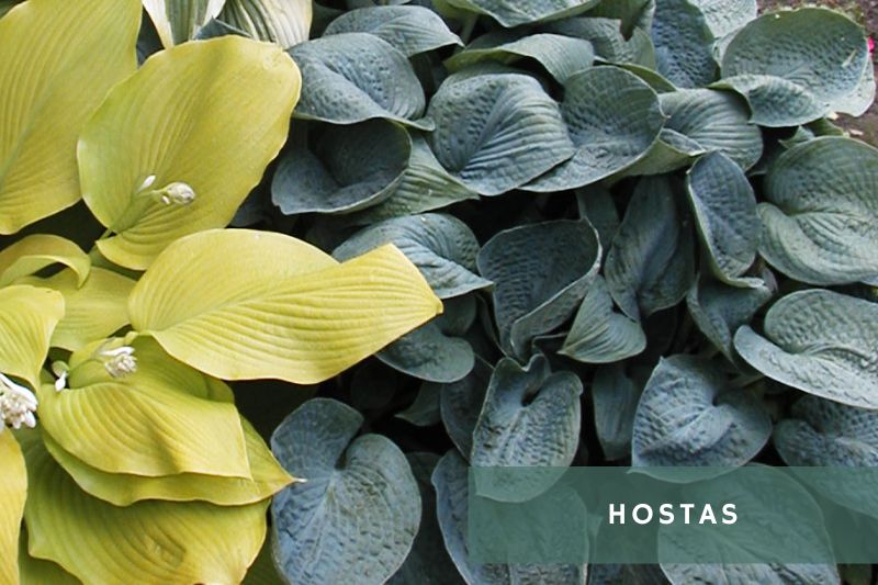 hosta plant with blue leaves