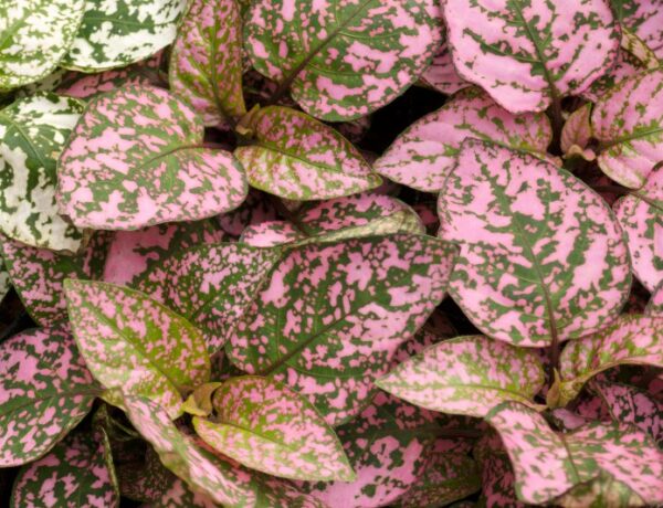 plant with pink and green leaves