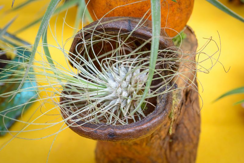 how to mount air plants