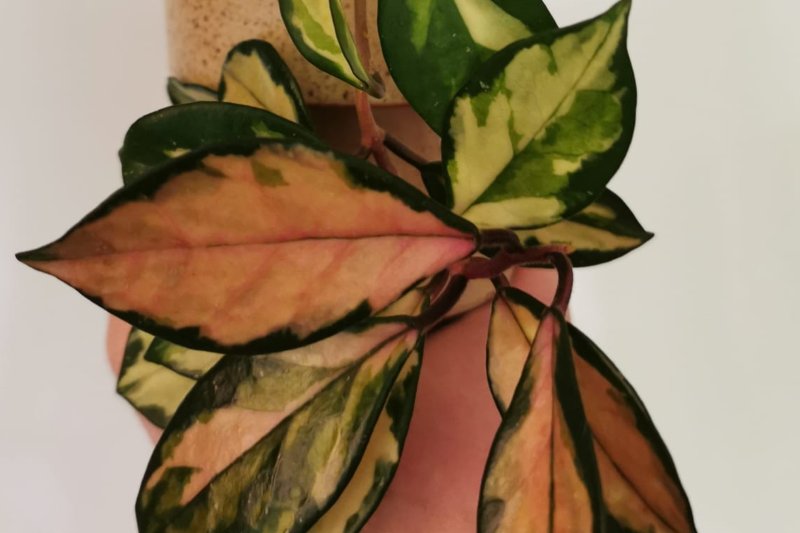Cascading Hoya Tricolor stems showcasing creamy-pink and deep-green variegated leaves.