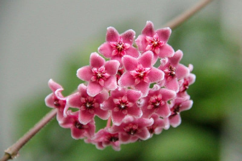 Close-up of Hoya Tricolor’s pink, star-shaped flower clusters on a dangling vine.