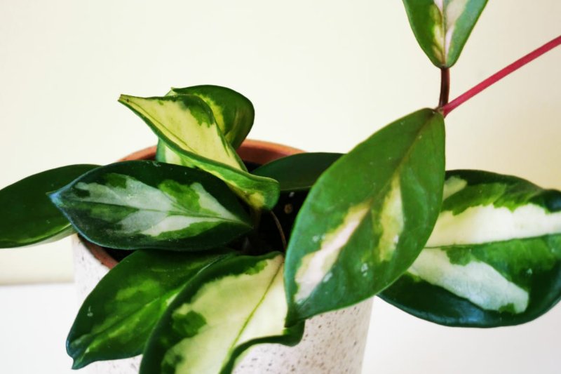 Hoya Tricolor foliage with glossy green edges, creamy centers, and soft pink highlights.