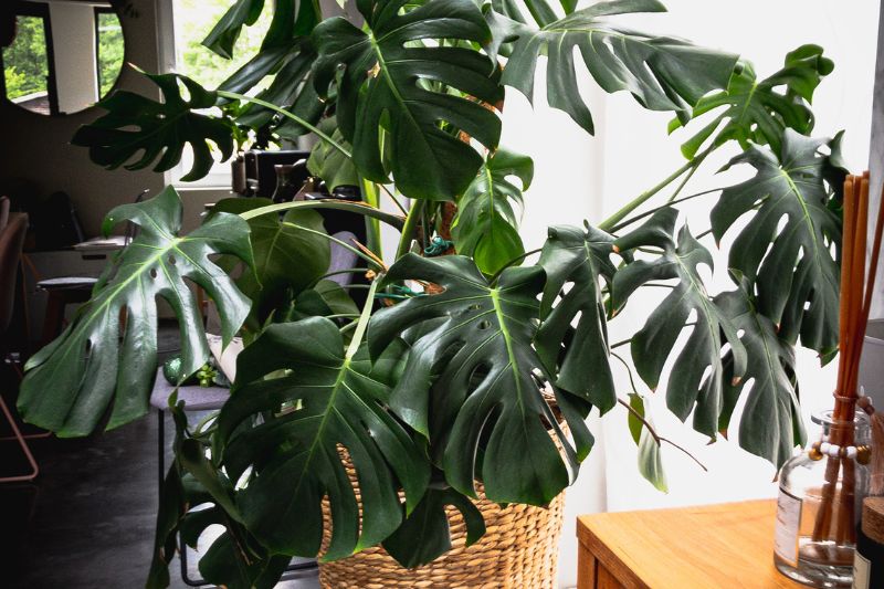 gigantic monstera plant