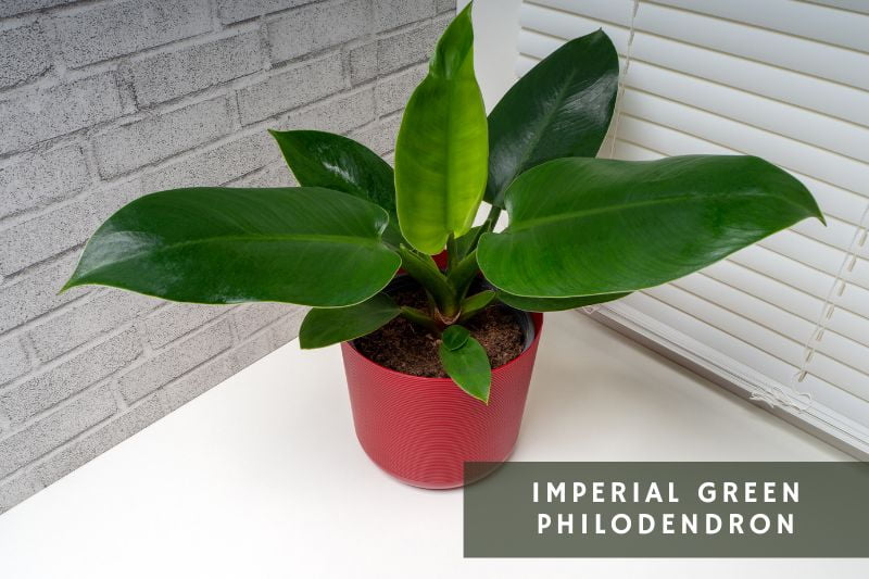 imperial green philodendron variety