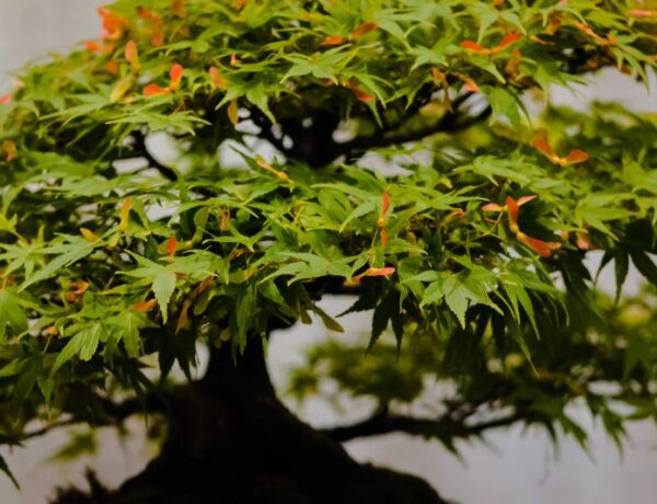 japanese bonsai