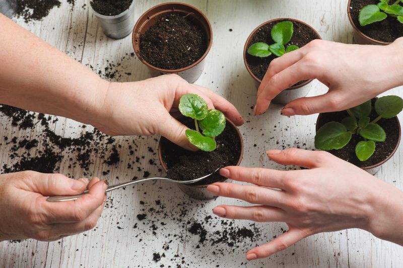 repotting small plants