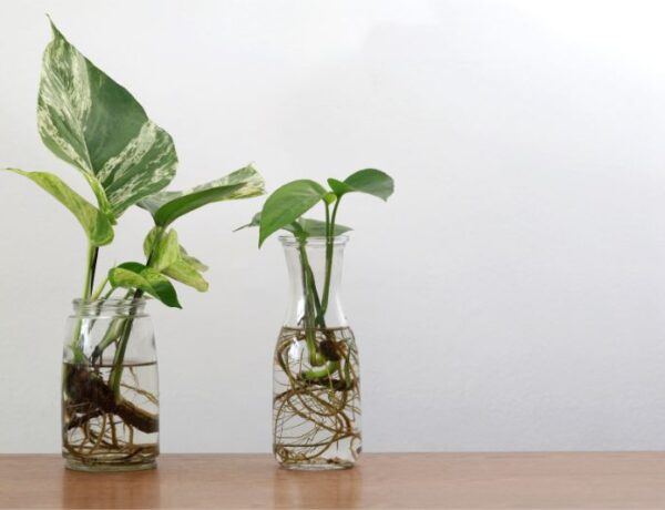 pothos and philodendron rooting in water