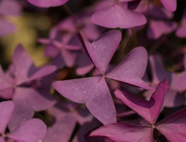 purple oxalis leaves