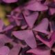 purple oxalis leaves