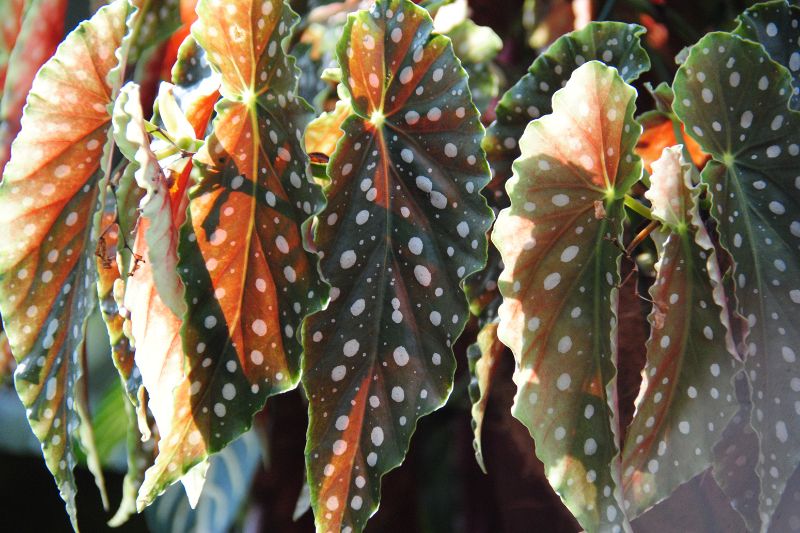 Houseplants with Spotted Leaves: 15 Picks with Dotted Foliage ...