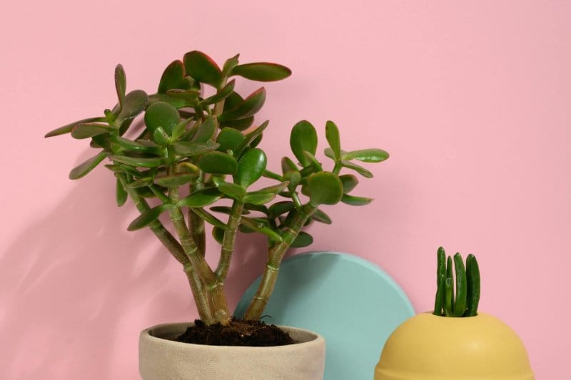 Potted Jade Plant (Crassula ovata) with glossy green leaves against a pink background