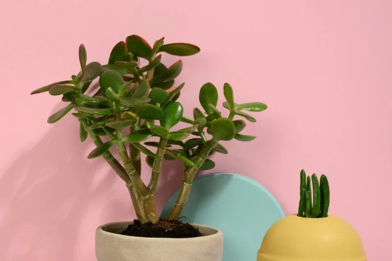 Jade plant tree in a pot against a pink background.
