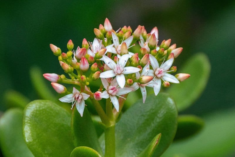 Close-up of white and pink star-shaped flowers on a Jade Plant