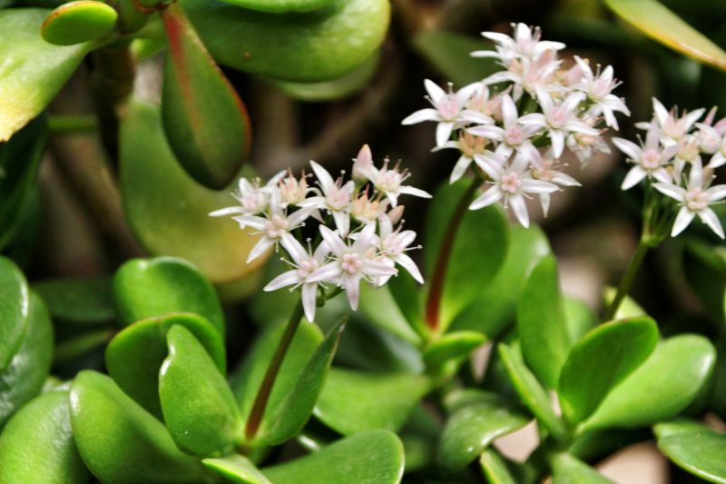 flowering jade plant