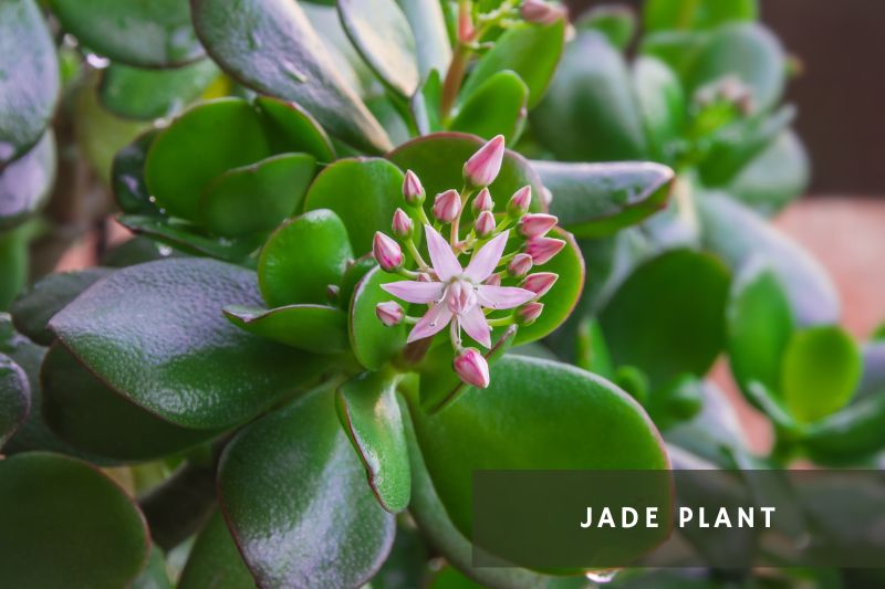 pink flowers on jade plant