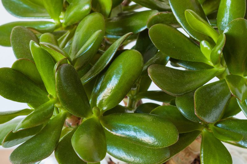 jade plant leaves
