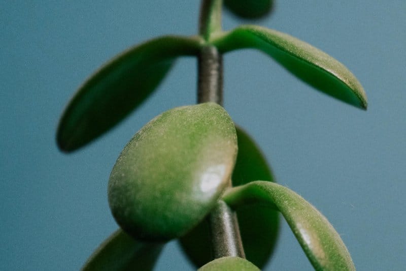 Zoomed view of thick, oval, glossy leaves along a Jade Plant stem