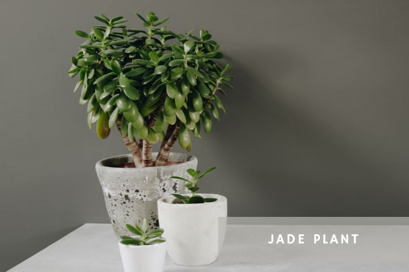 jade tree