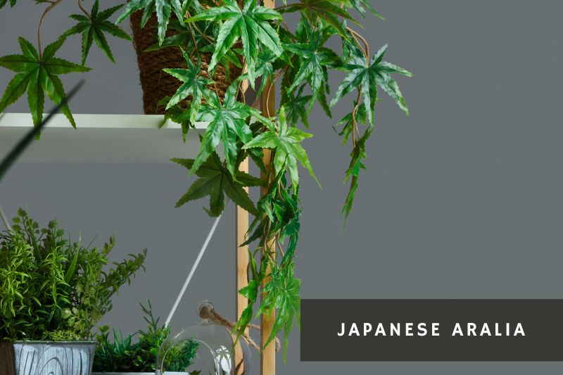 japanese aralia plant